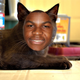 Illustration for article titled Cats That Look Like the Entire Cast of Star Wars